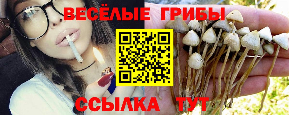 Галлюциногенные грибы Psilocybine cubensis Лиски
